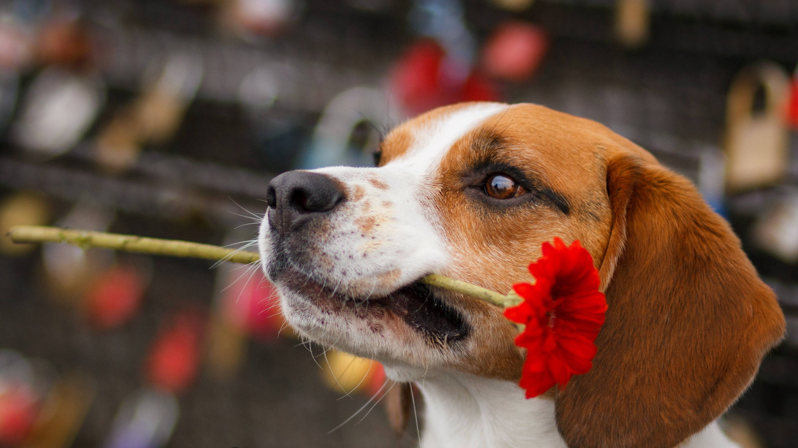 Beagle, red flower, love locks, 2K Desktop Wallpaper