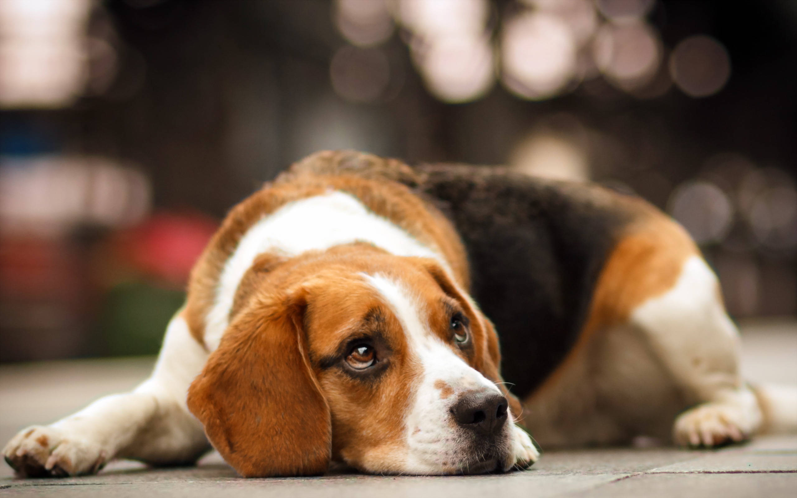 tricolor beagle, paved surface, bokeh lights, 2K Desktop Wallpaper