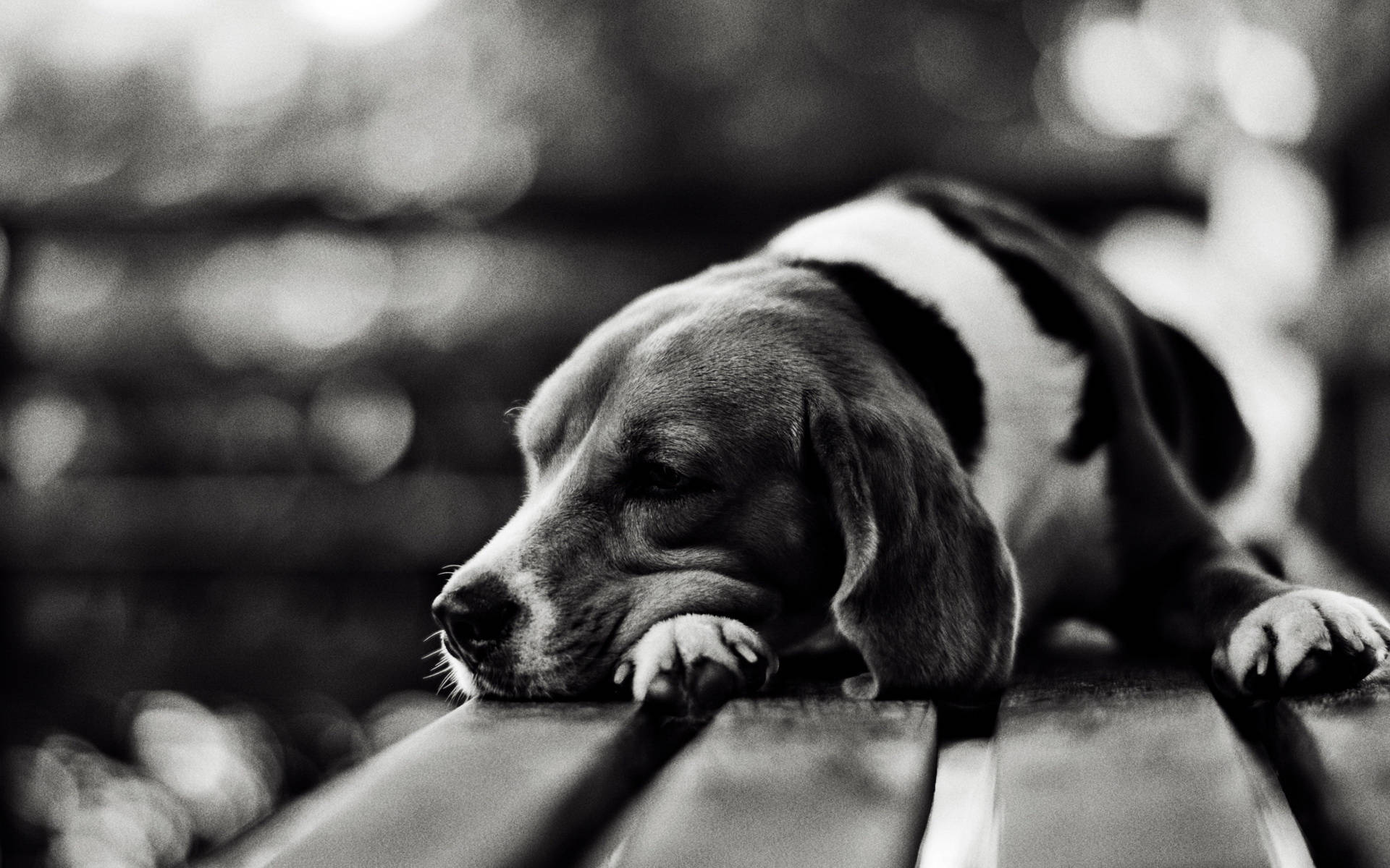 beagle, black and white, wooden bench, Full HD Desktop Wallpaper