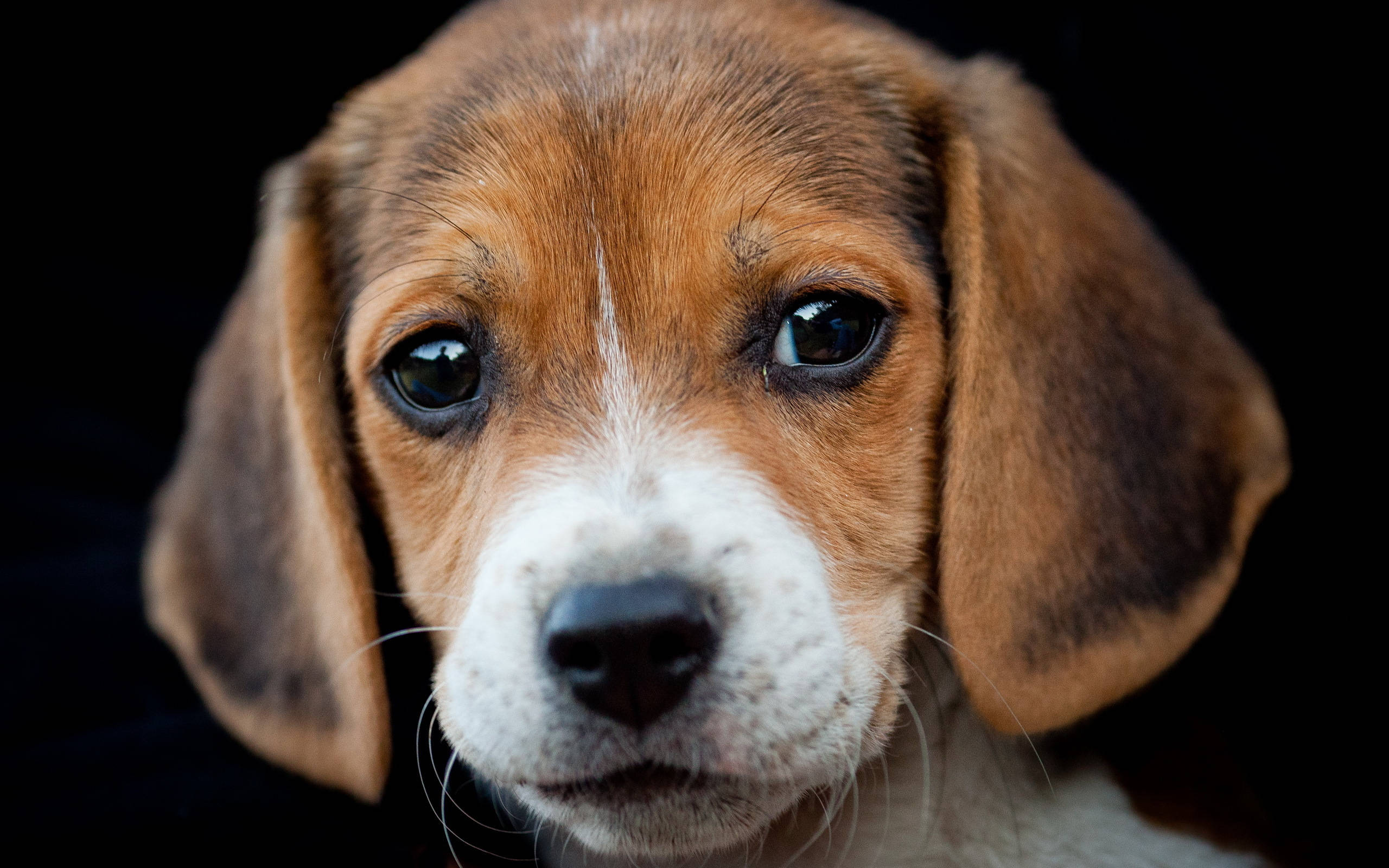 beagle puppy, big soulful eyes, floppy ears, 2K Desktop Wallpaper