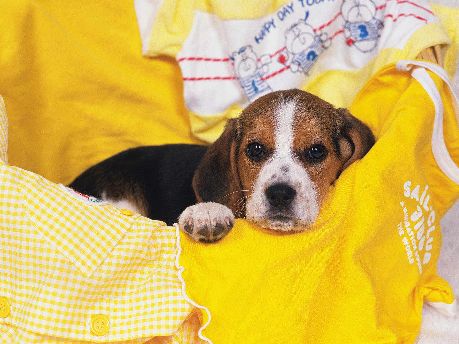 beagle puppy, bright yellow children's clothing, curious expression, HD Desktop Wallpaper