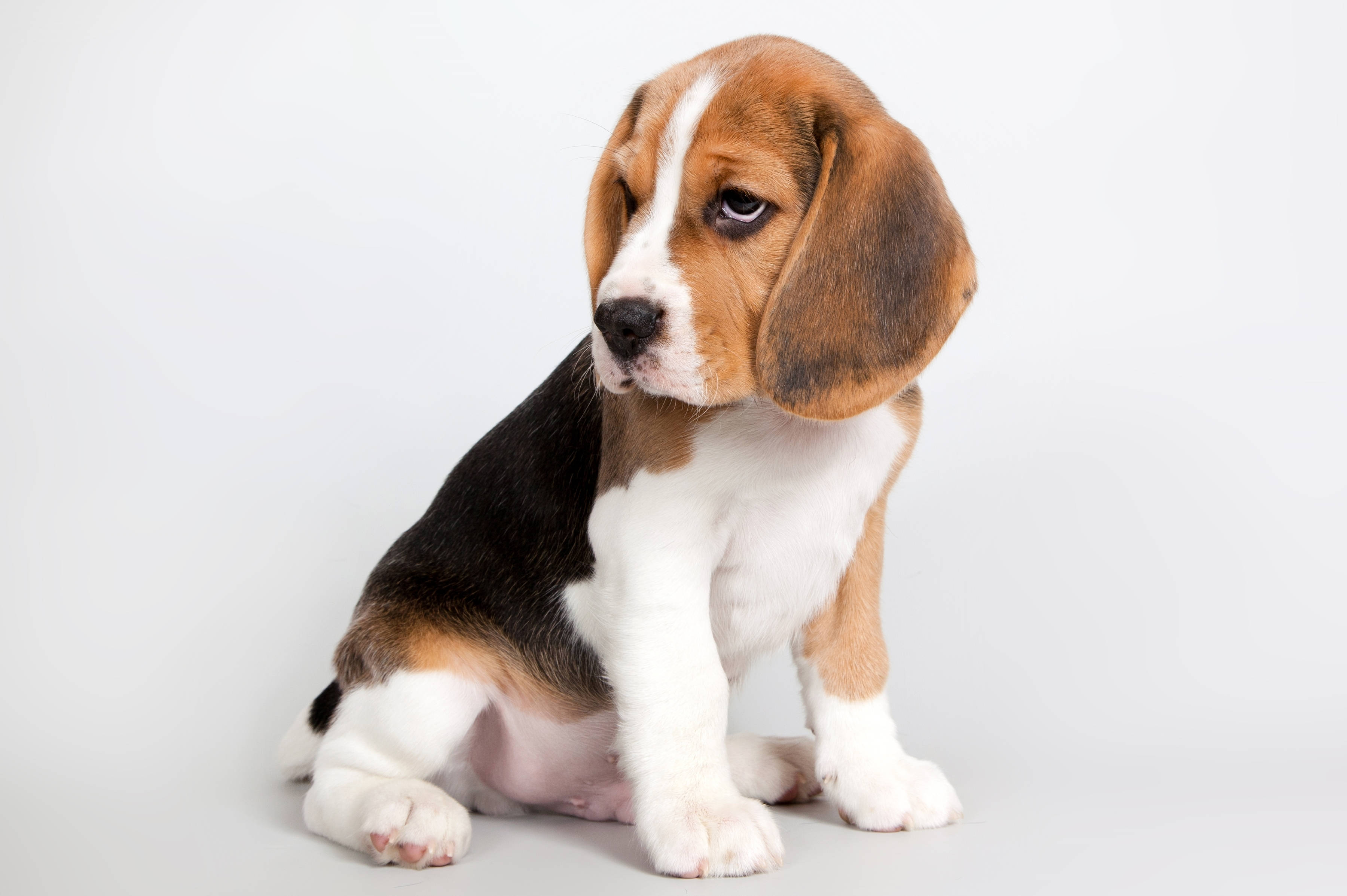 tricolor beagle puppy, floppy ears, expressive eyes, 2K Desktop Wallpaper