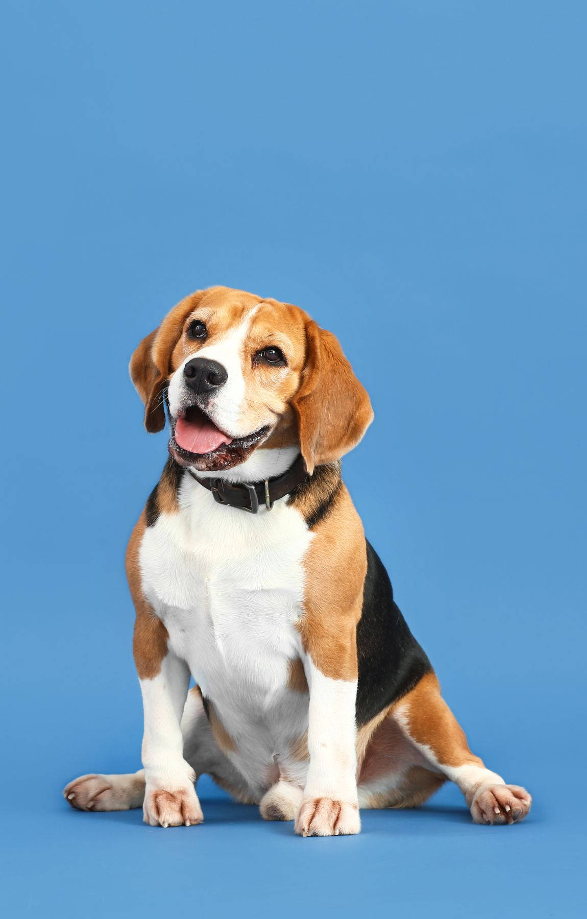 Beagle, pastel blue background, floppy ears, HD Phone Wallpaper
