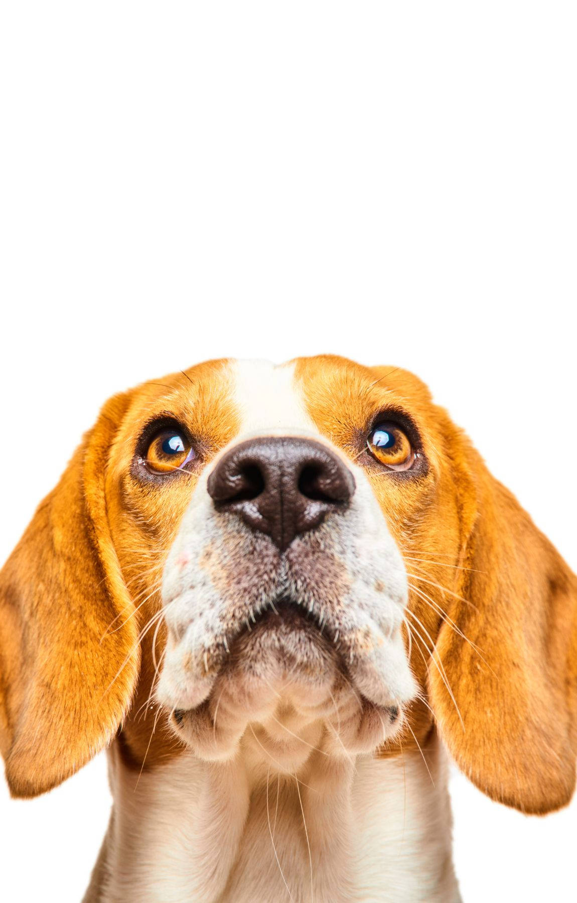 beagle dog, big brown eyes, floppy ears, HD Phone Wallpaper