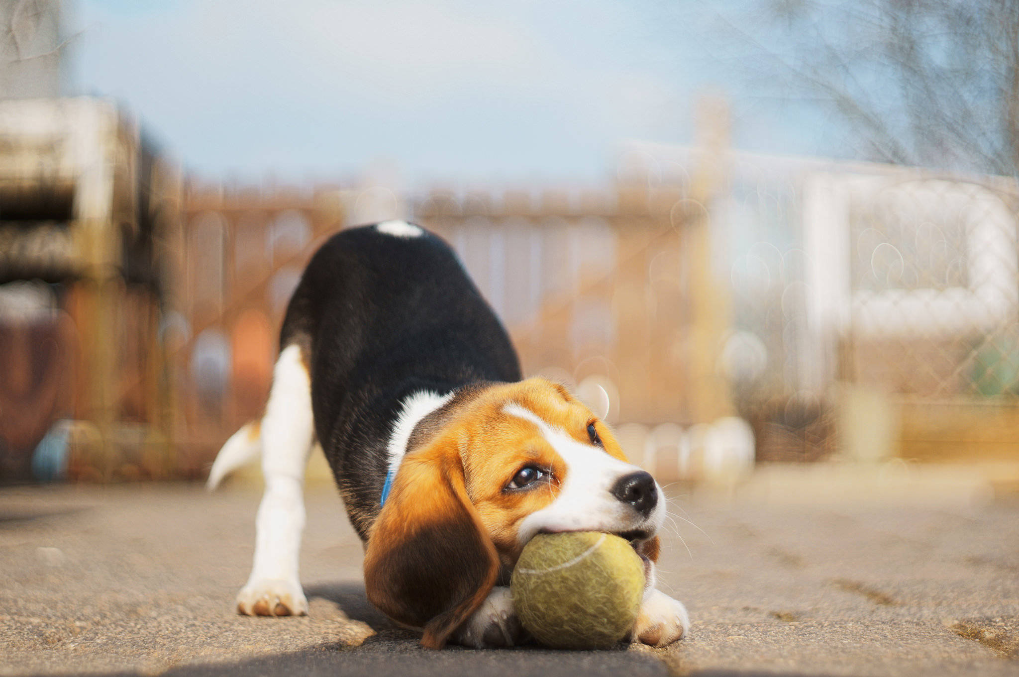 beagle, tennis ball, floppy ears, Full HD Desktop Wallpaper