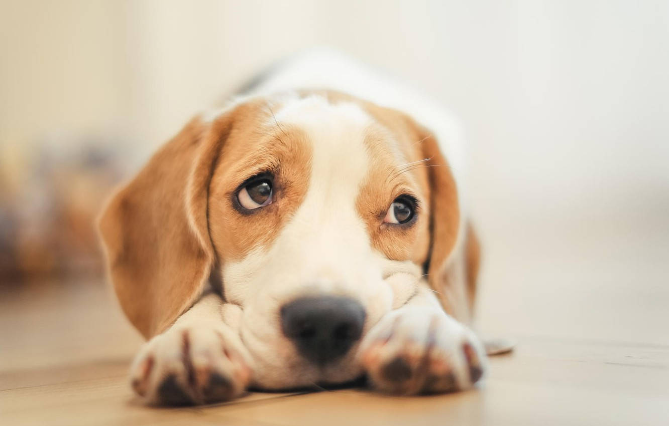 beagle, beagle puppy, wooden floor, HD Desktop Wallpaper