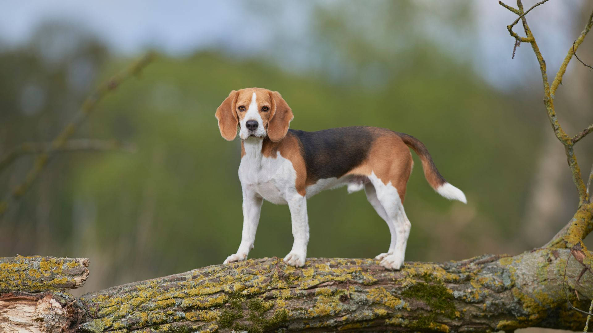 beagle dog, tree trunk, mossy fallen log, Full HD Desktop Wallpaper