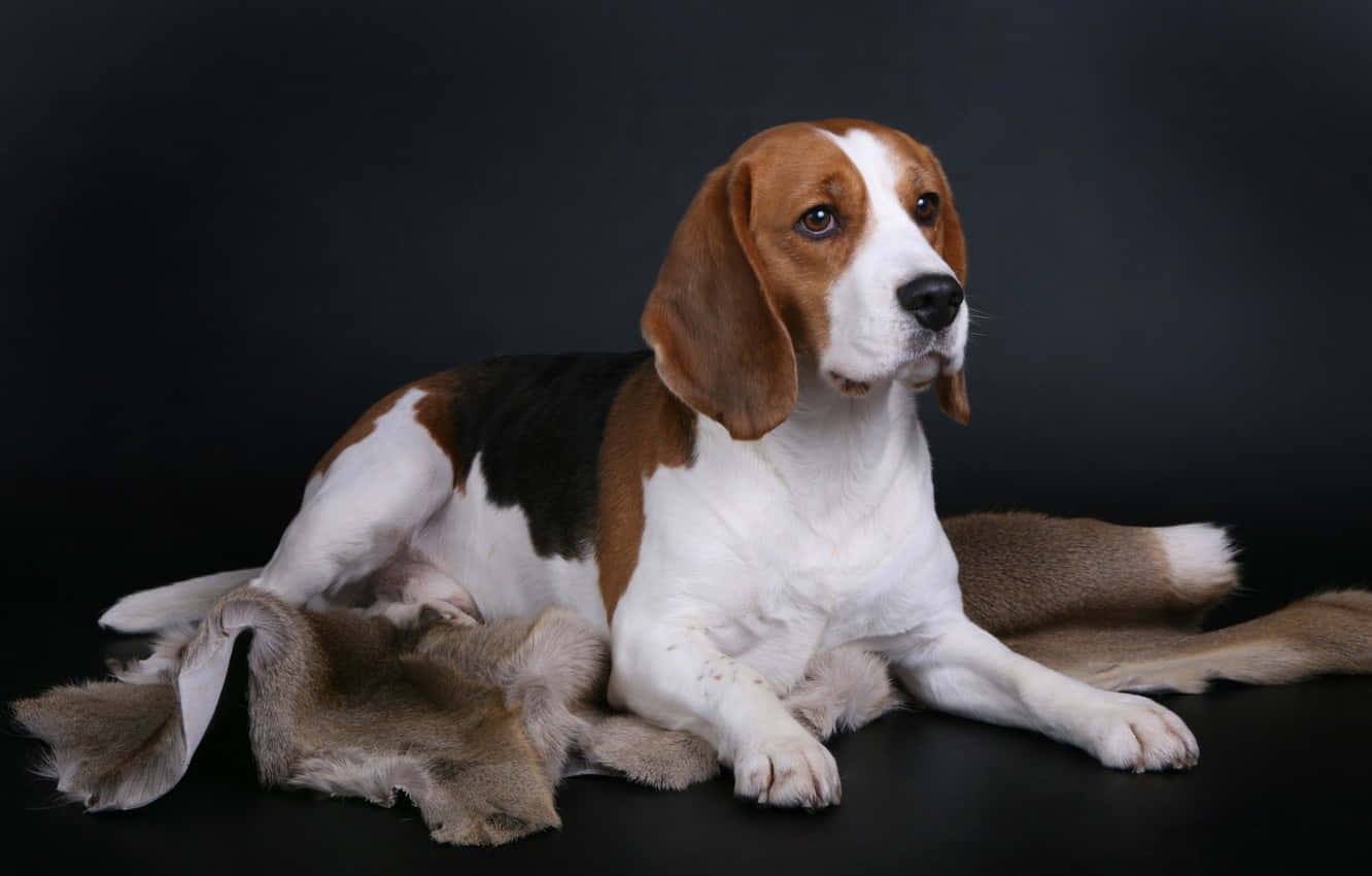 Beagle, tricolor beagle, floppy ears, HD Desktop Wallpaper