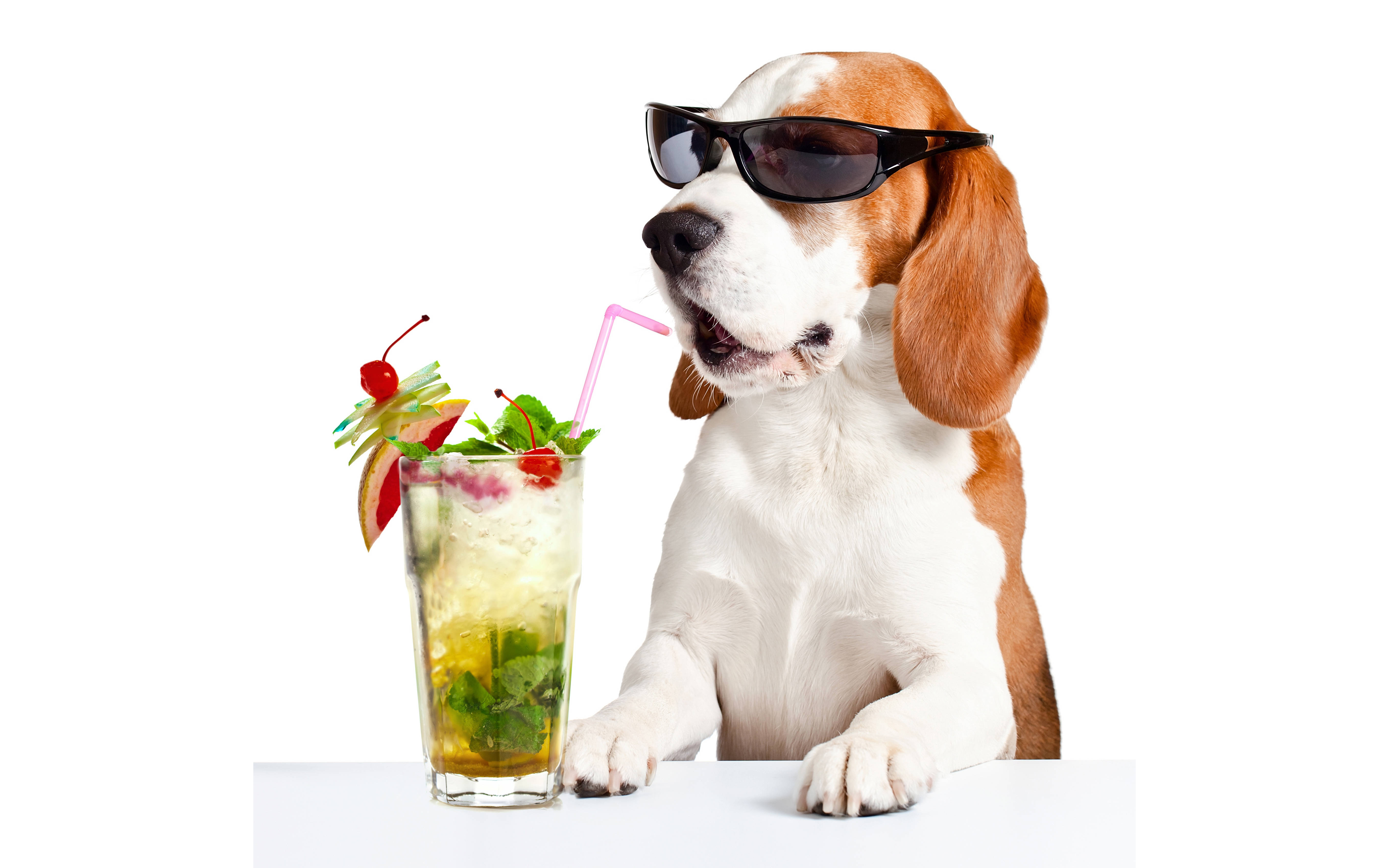 Beagle, sunglasses, tropical cocktail, 5K Desktop Wallpaper