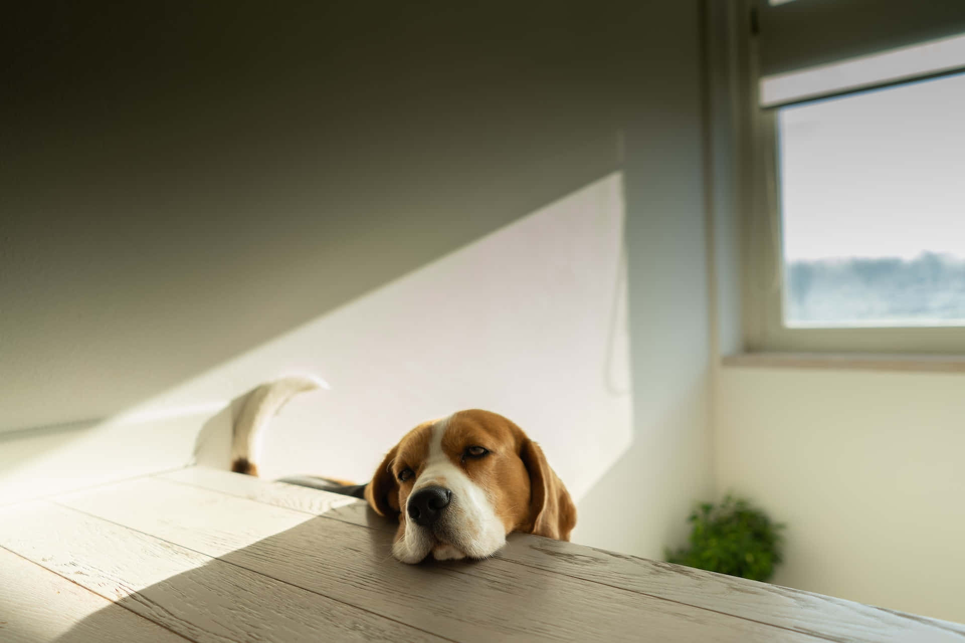beagle, wooden table, soft sunlight, Full HD Desktop Wallpaper