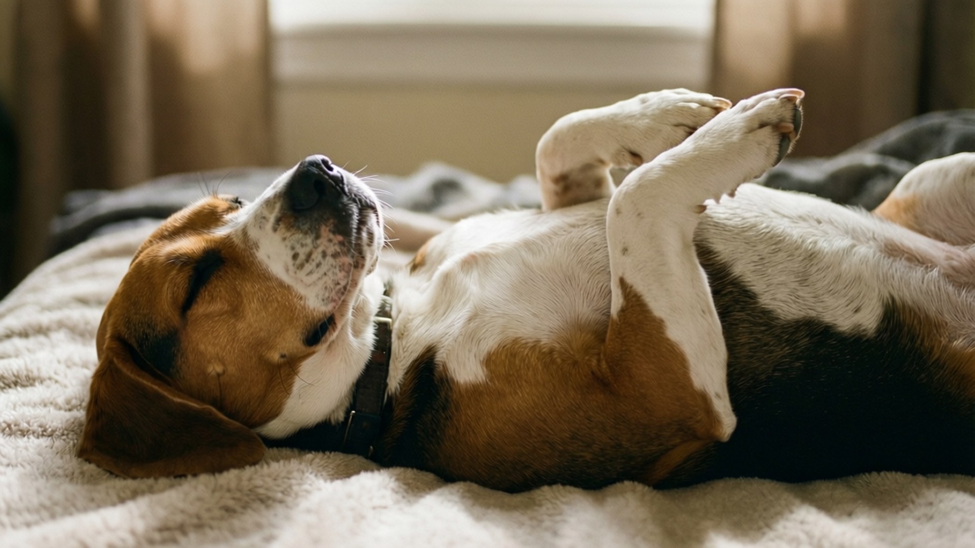 Beagle, bed, paws up, Full HD Desktop Wallpaper