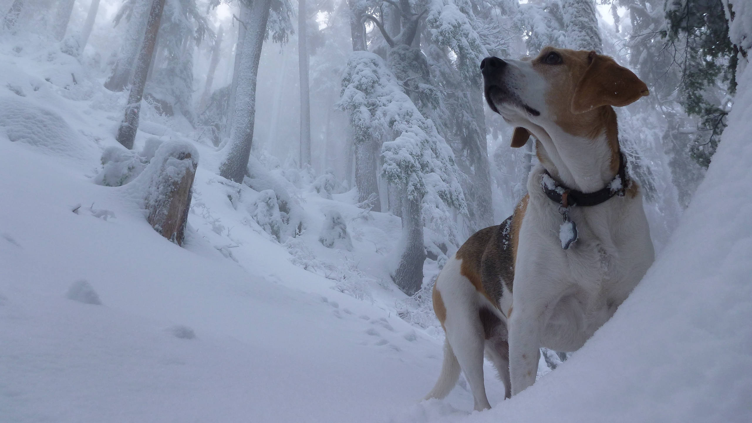 Beagle, winter forest, deep snow, 2K Desktop Wallpaper