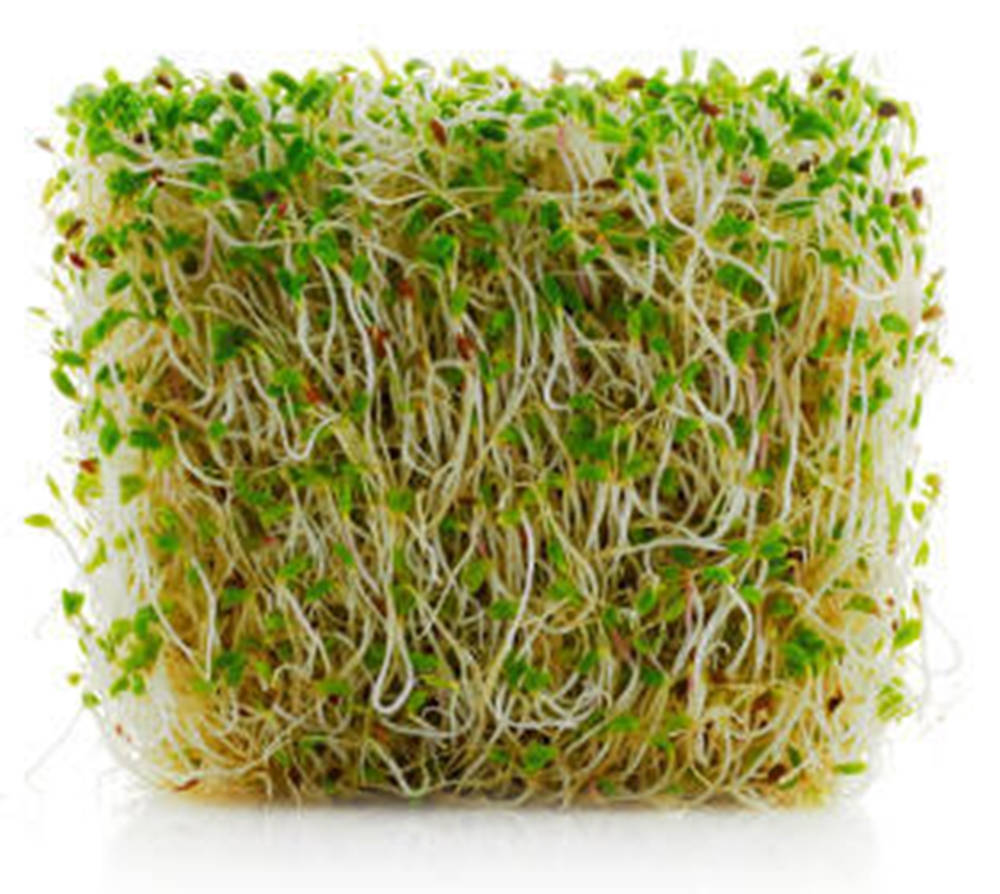 alfalfa sprouts, vibrant green leaves, white stems, SD Desktop Wallpaper