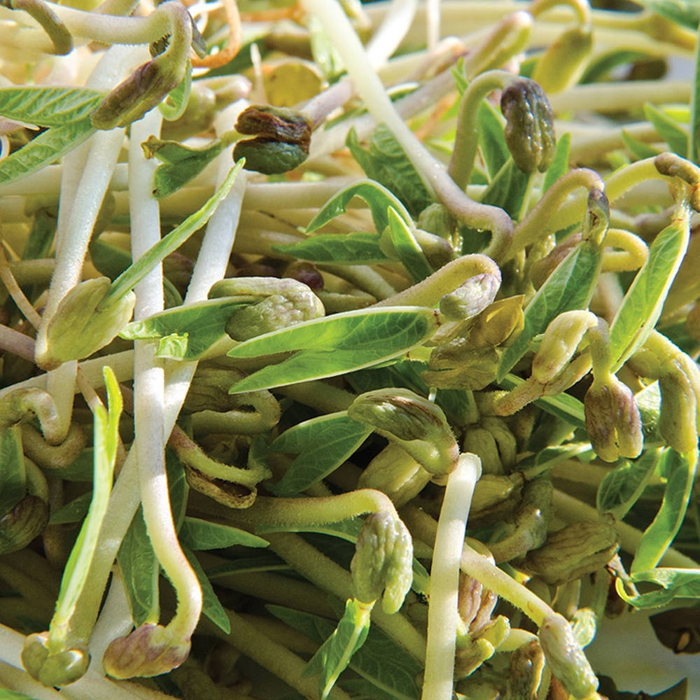 mung bean sprouts, fresh green, delicate leaves, SD Desktop Wallpaper