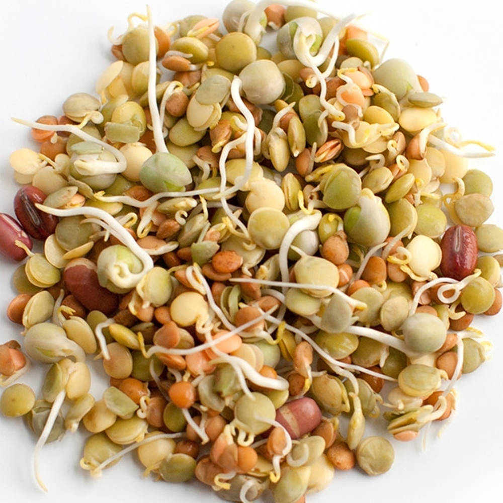 colorful assortment mung bean sprouts vegetable, mixed sprouted legumes, tender white roots, SD Desktop Wallpaper