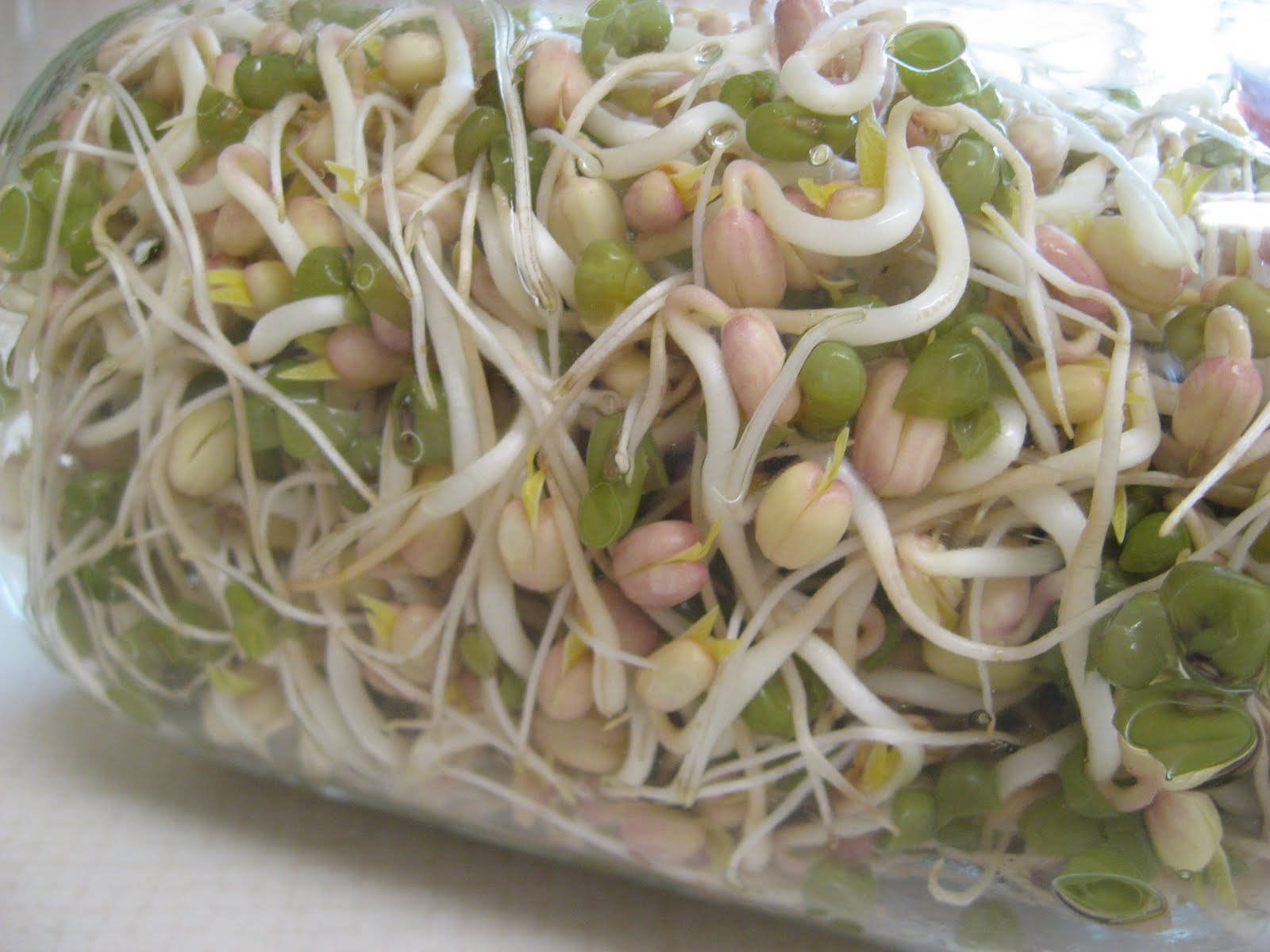 freshly washed mung bean sprouts, green and pink bean sprouts, clear plastic container, HD Desktop Wallpaper