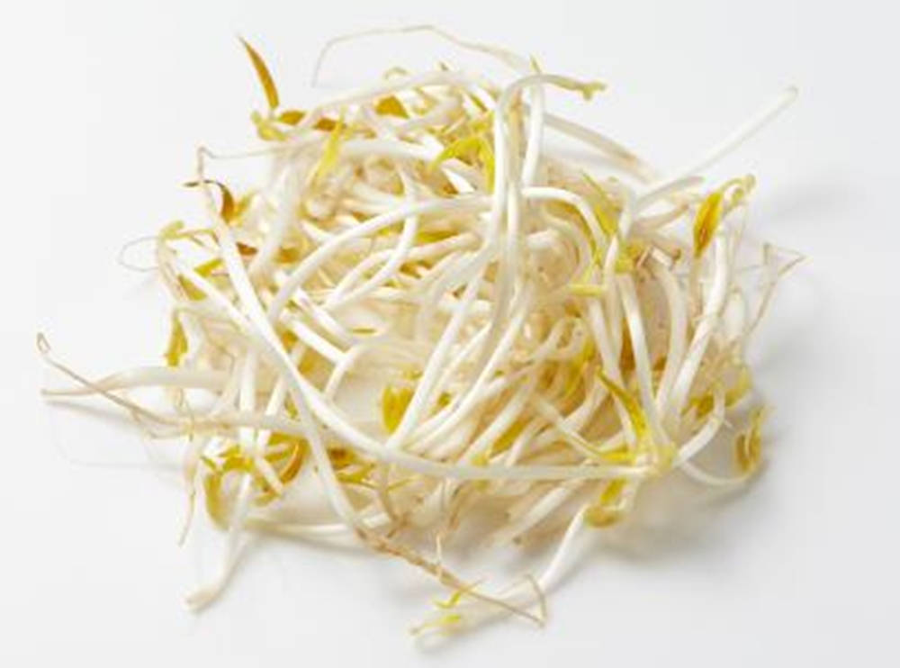 fresh mung bean sprouts, crisp white bean sprouts, delicate yellow tips, SD Desktop Wallpaper