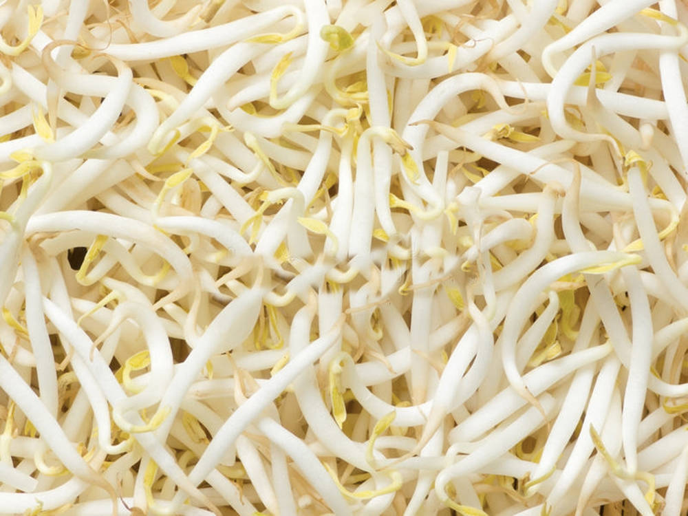 mung bean sprouts, fresh white bean sprouts, delicate yellow tips, SD Desktop Wallpaper