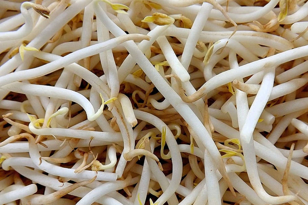 mung bean sprouts, fresh white bean sprouts, delicate yellow tips, SD Desktop Wallpaper