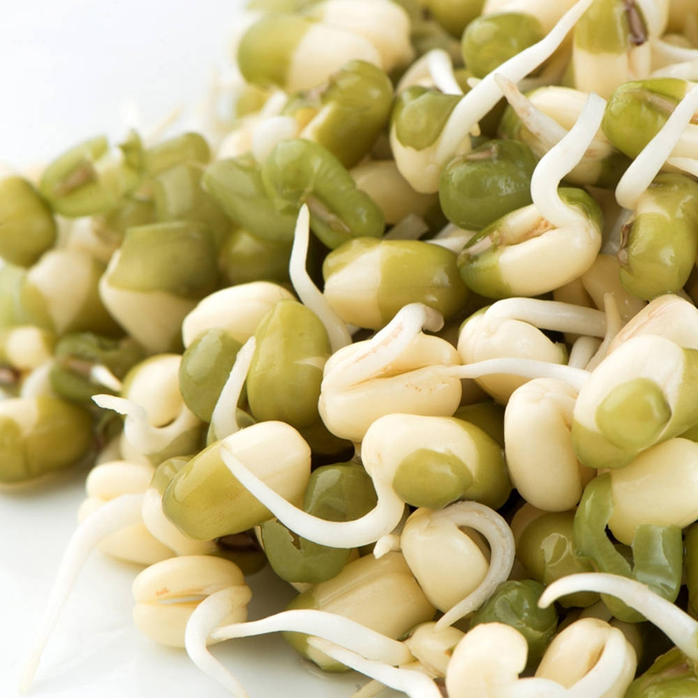 mung bean sprouts, green, white roots, SD Desktop Wallpaper