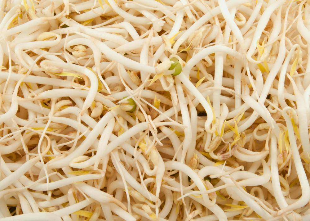 mung bean sprouts, white bean sprouts, yellow tips, SD Desktop Wallpaper
