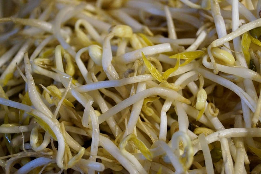 mung bean sprouts, white, yellow, SD Desktop Wallpaper