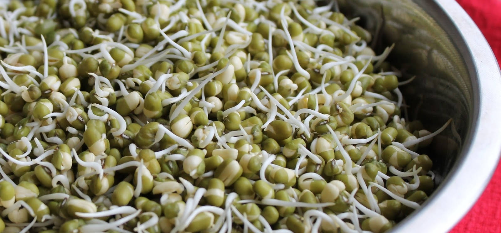 organic green bean sprouts, mung bean sprouts, white roots, HD Desktop Wallpaper