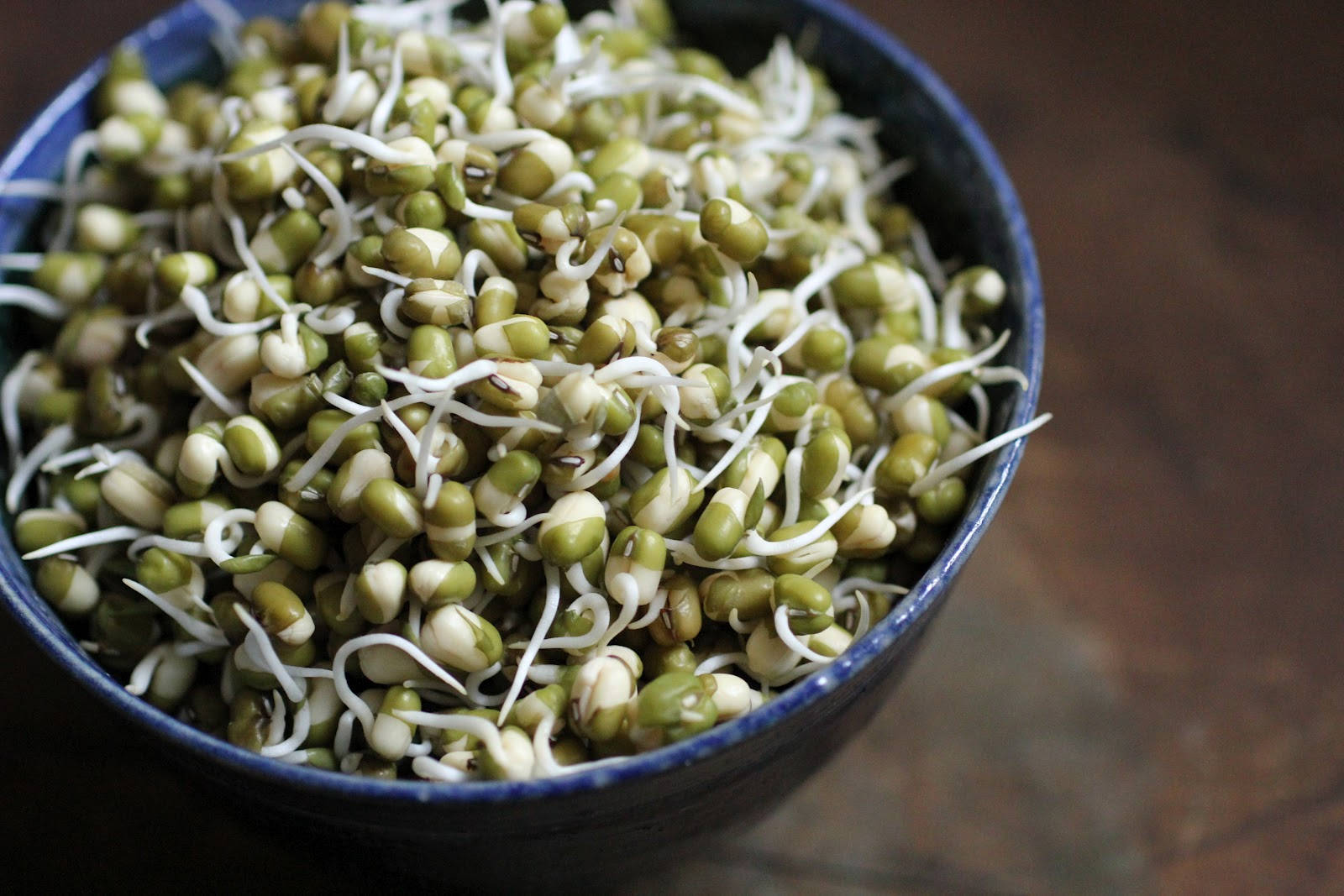 mung bean sprouts, vegetable porcelain bowl, dark blue ceramic bowl, HD Desktop Wallpaper