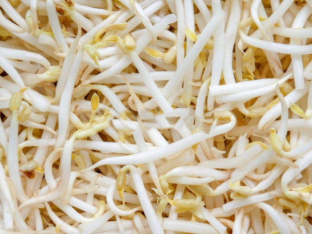mung bean sprouts, white bean sprouts, yellow tips, SD Desktop Wallpaper