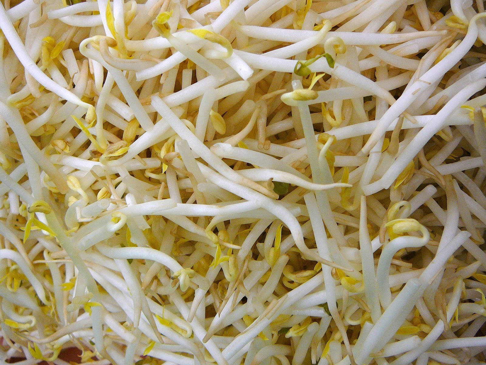mung bean sprouts, green tips, delicate curved stems, HD Desktop Wallpaper