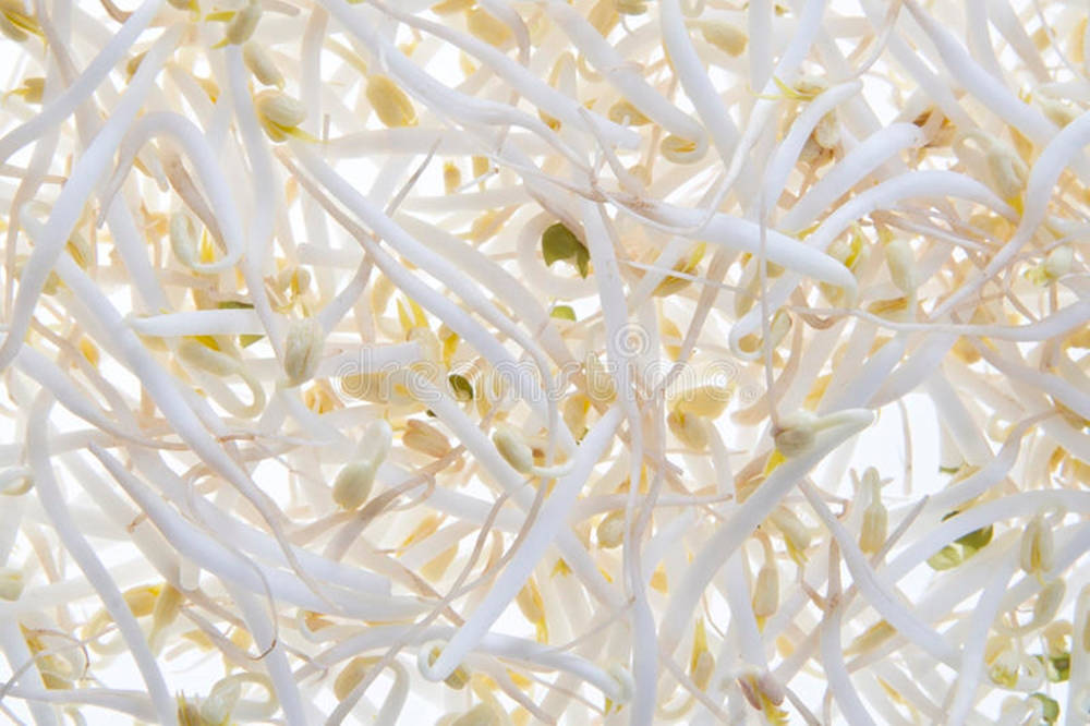 yellow mung bean sprouts, white bean sprouts, yellow tips, SD Desktop Wallpaper