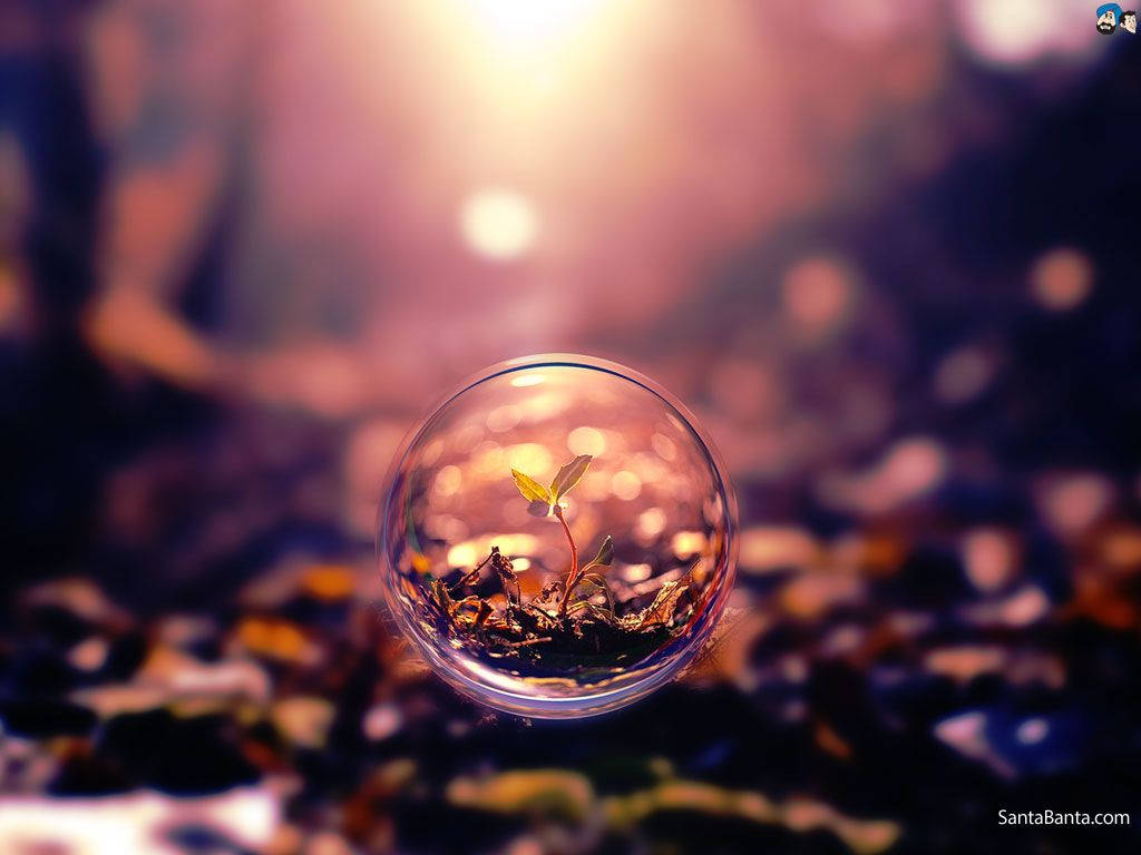 glass orb, tiny sprout, earth, SD Desktop Wallpaper