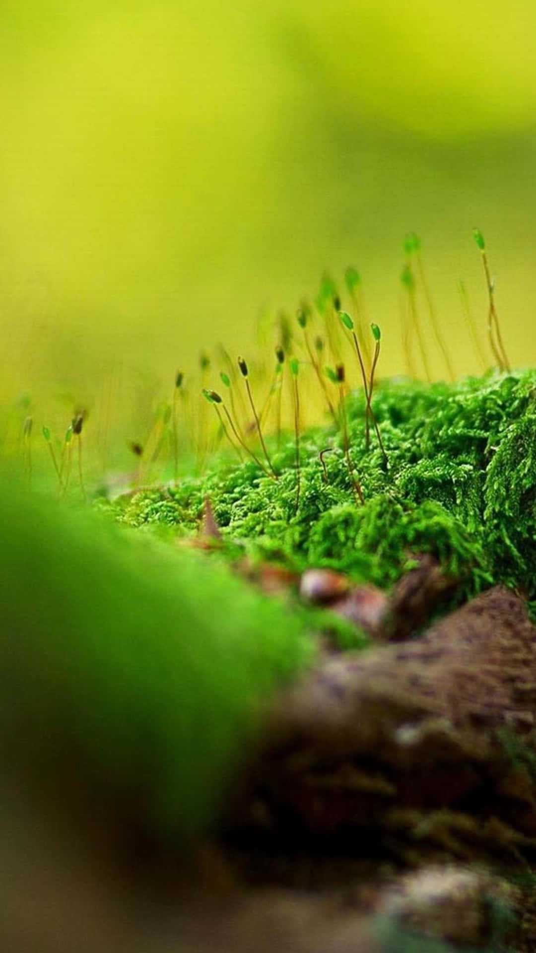 moss, sporophytes, forest floor, Full HD Phone Wallpaper