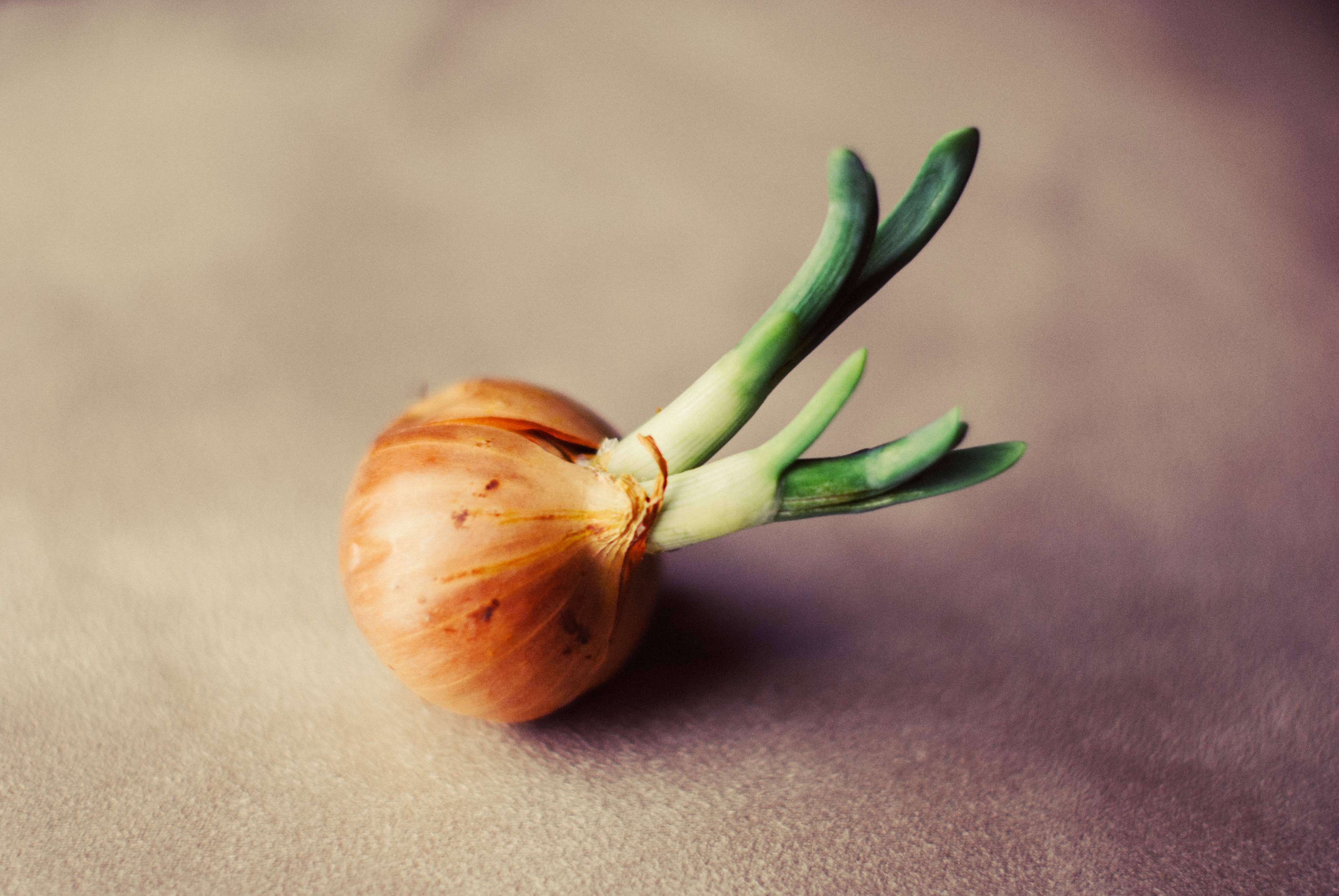 sprouting onion, vibrant green shoots, papery brown skin, 2K Desktop Wallpaper