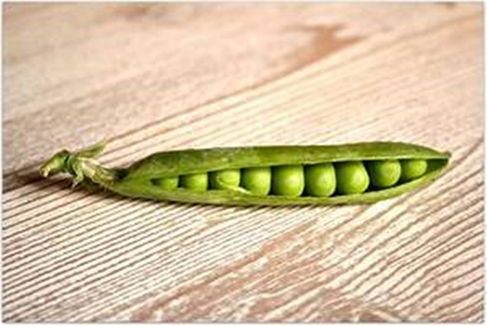 sugar snap peas, pea pod, plump round peas, SD Desktop Wallpaper