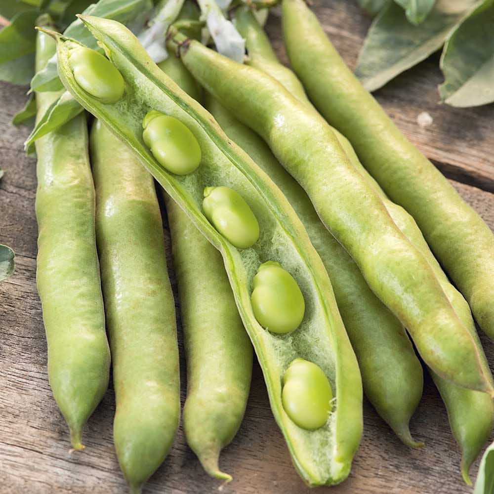 Bean In A Pod, fava bean pods, plump seeds, SD Desktop Wallpaper