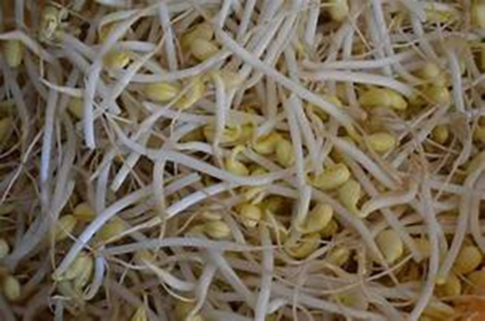 mung bean sprouts, white bean sprouts, yellow seed heads, SD Desktop Wallpaper