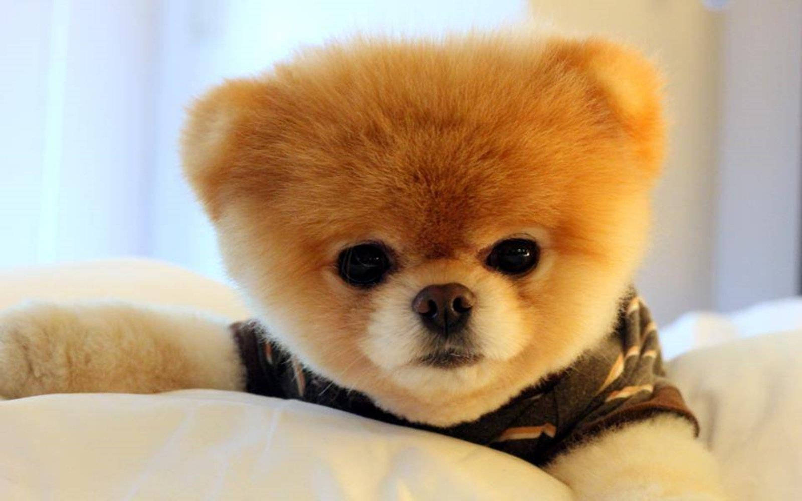 Beanie Boos, Pomeranian, fluffy orange, HD Desktop Wallpaper