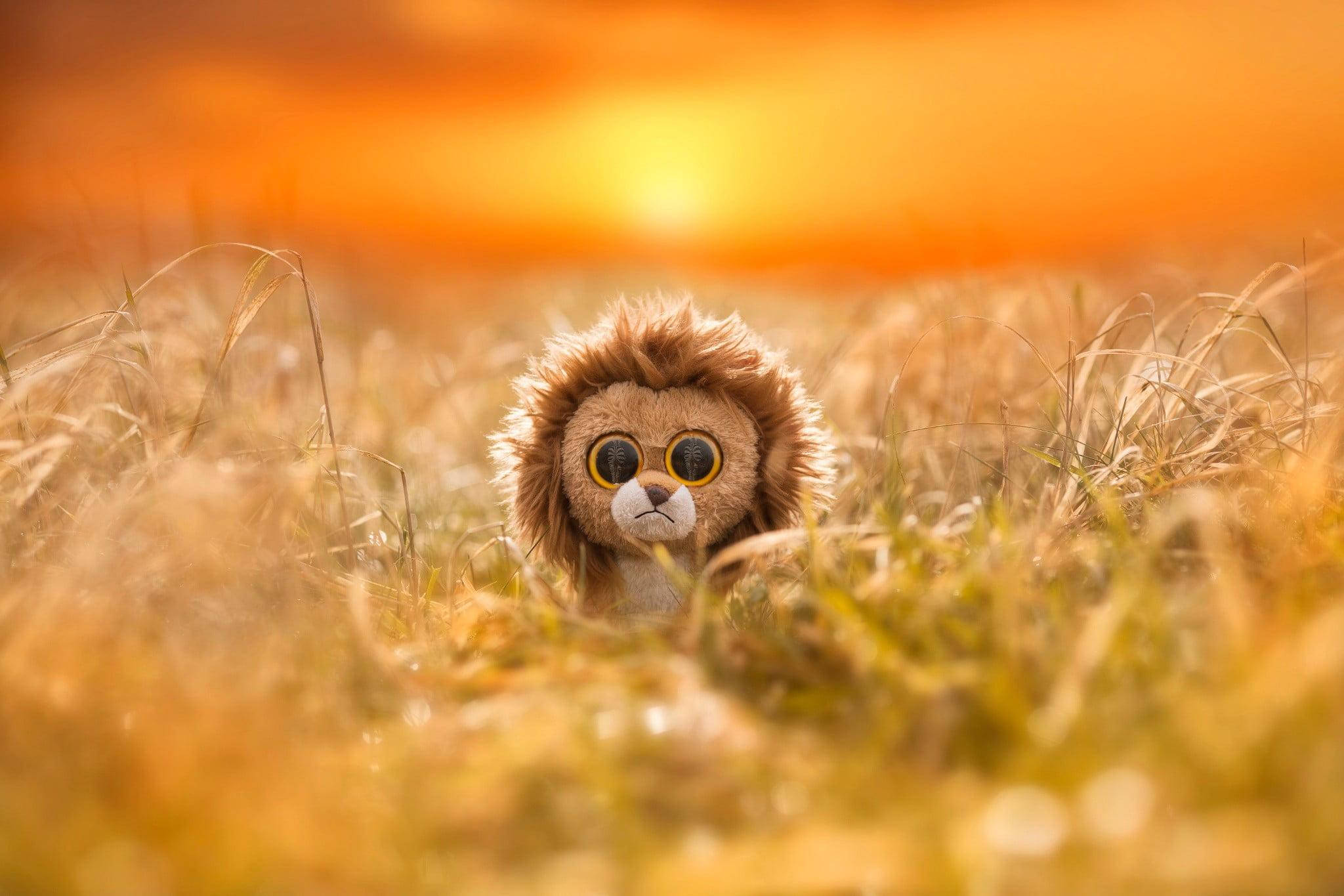 Beanie Boos, lion, golden grass, Full HD Desktop Wallpaper