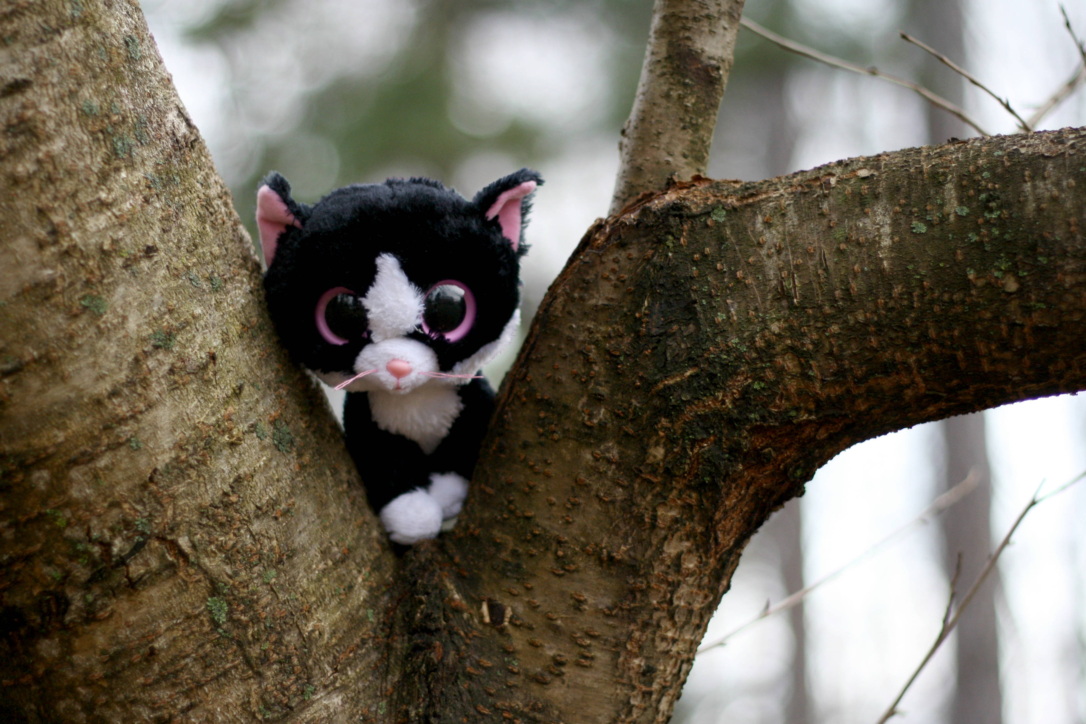 Beanie Boos, tree, black and white plush cat toy, 2K Desktop Wallpaper