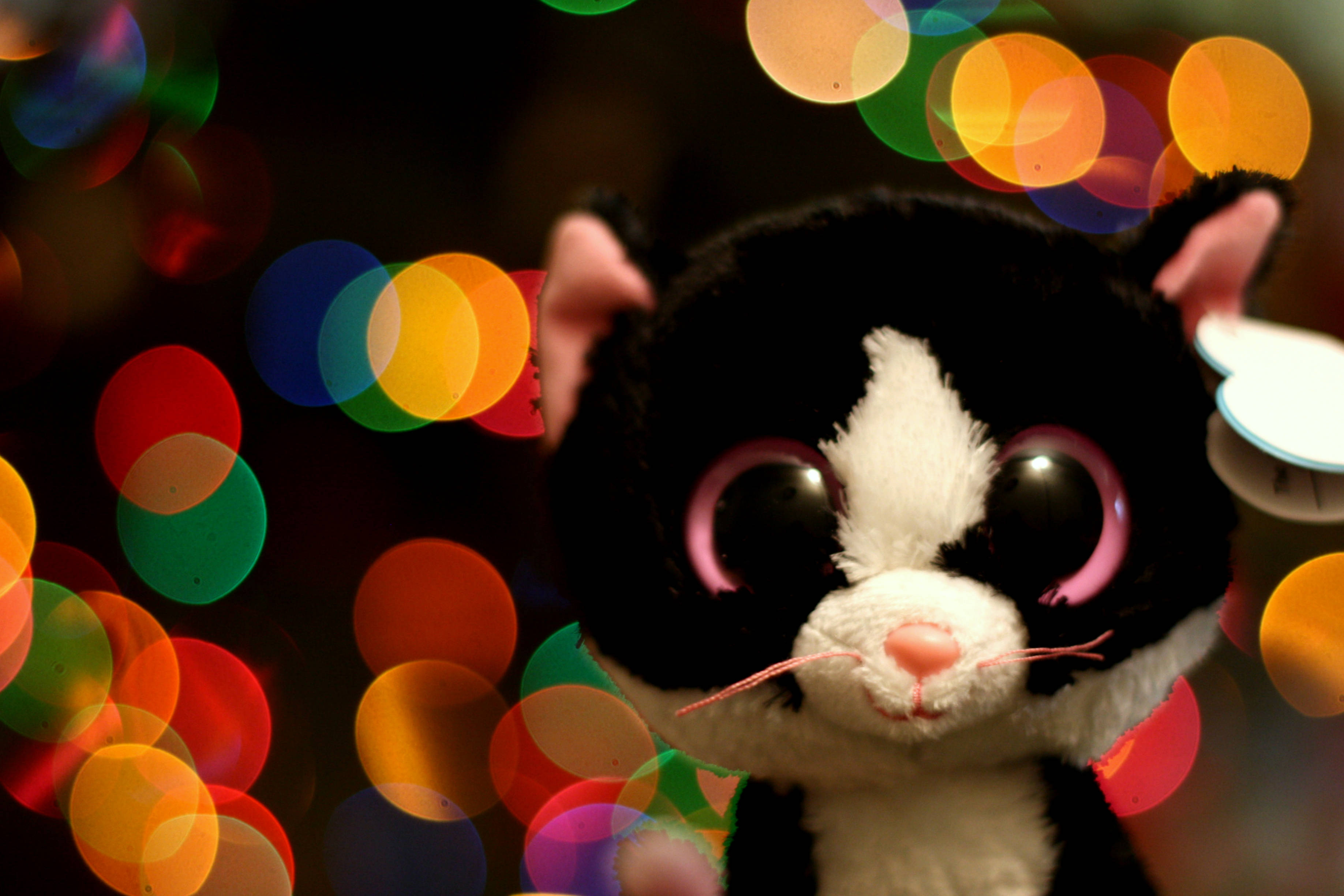 Beanie Boos, kitten, black and white, 2K Desktop Wallpaper