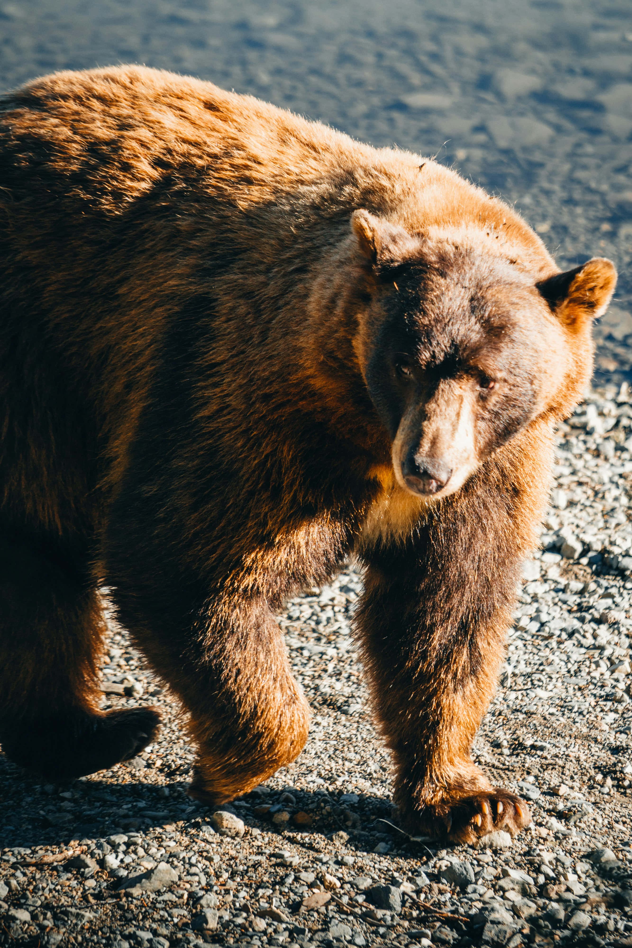 brown bear, gravel shore, sunlit, 4K Phone Wallpaper
