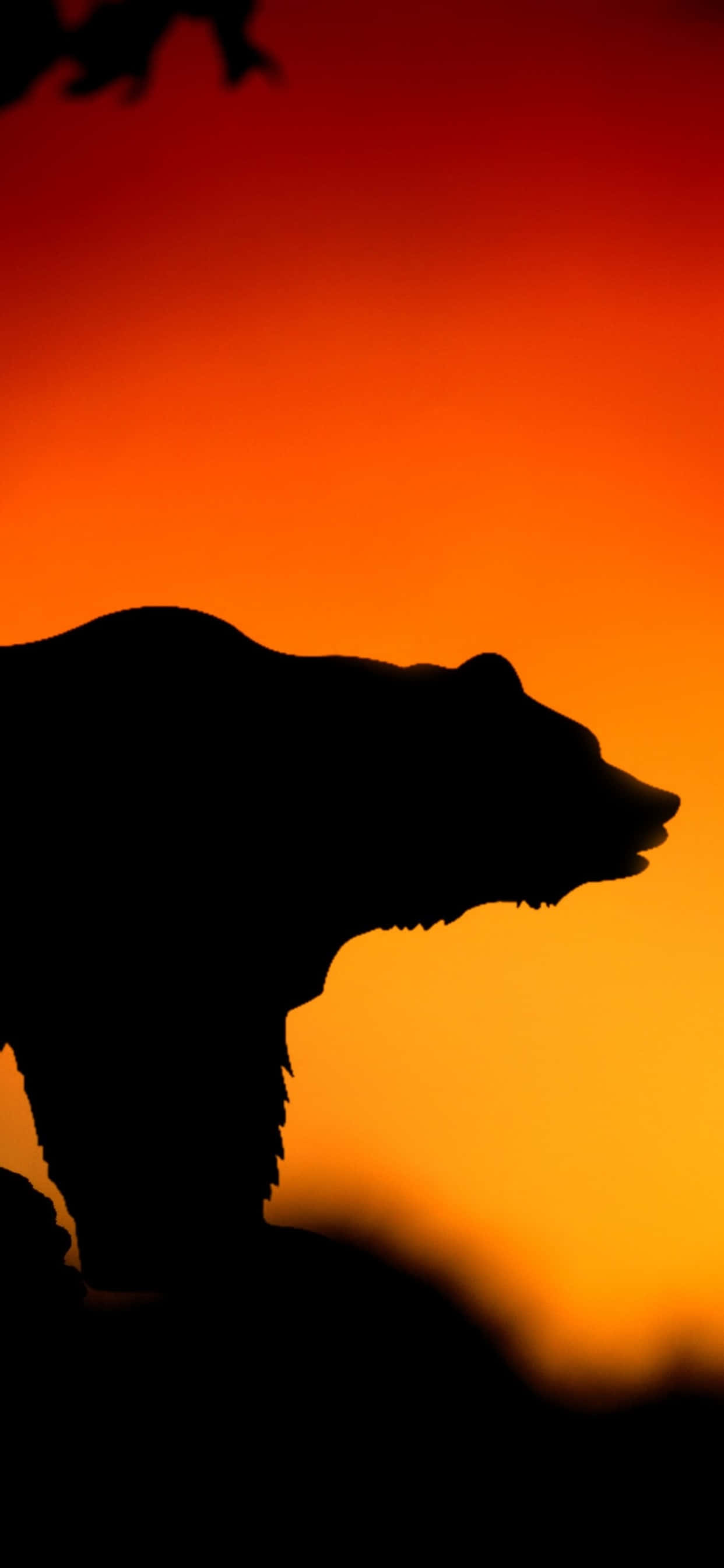 bear silhouette, fiery orange and red sunset sky, 2K Phone Wallpaper