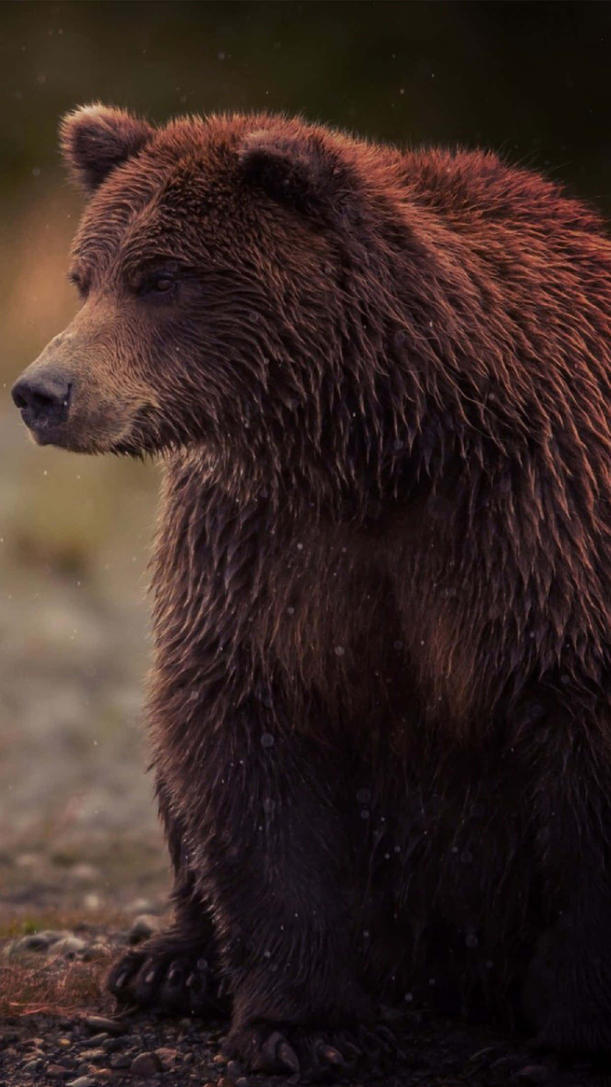 Contemplative Brown Bear, brown bear, wet fur, Full HD Phone Wallpaper