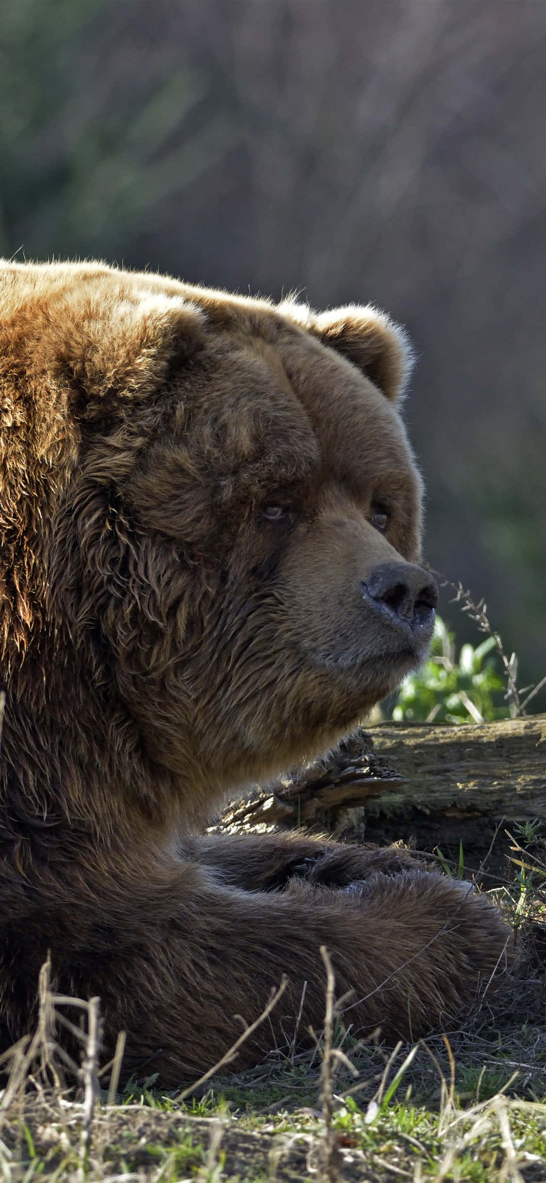 contemplative brown bear, sunlit forest, close-up, Full HD Phone Wallpaper