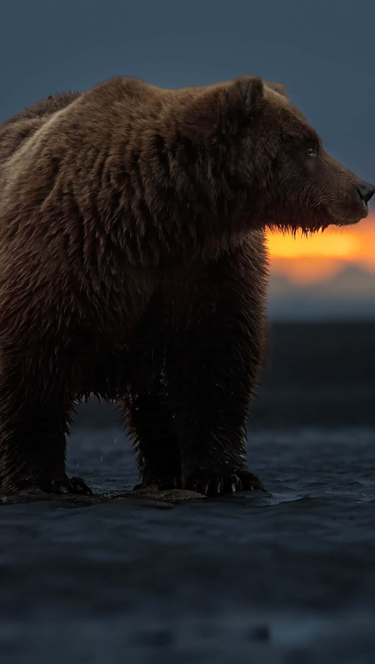 twilight bear silhouette, brown bear, golden sunset, Full HD Phone Wallpaper