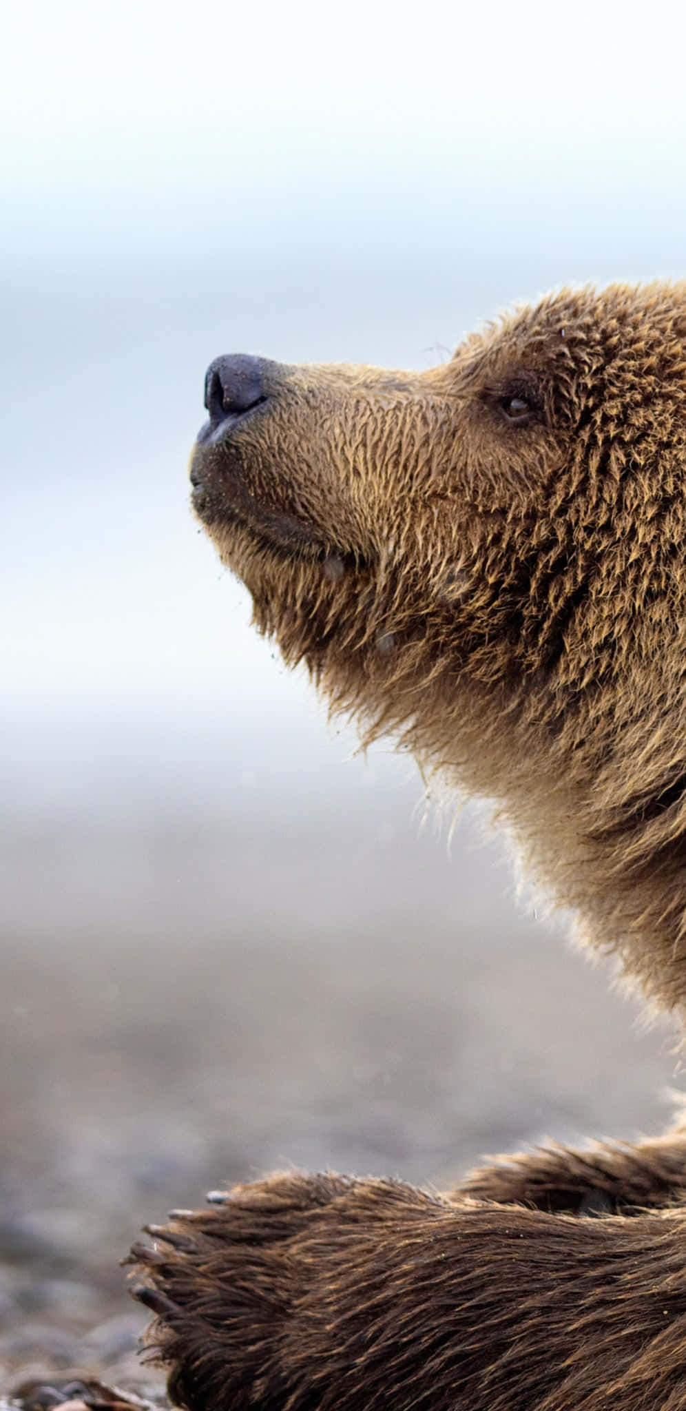 brown bear, head, paw, Full HD Phone Wallpaper