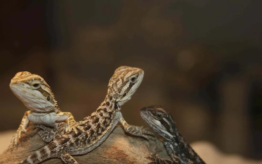 Bearded dragon Wallpapers