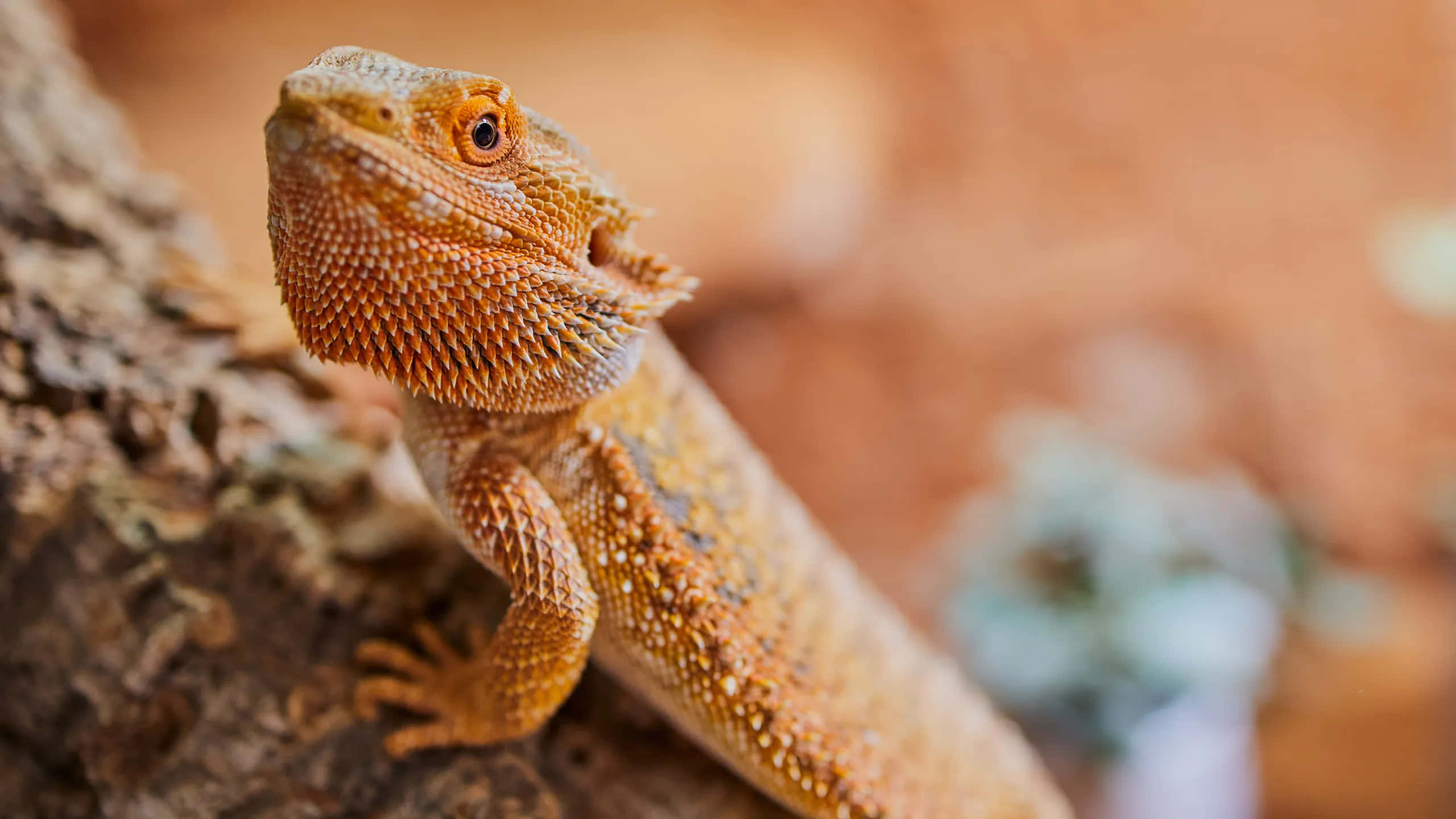 bearded dragon, textured rock, warm orange, 2K Desktop Wallpaper