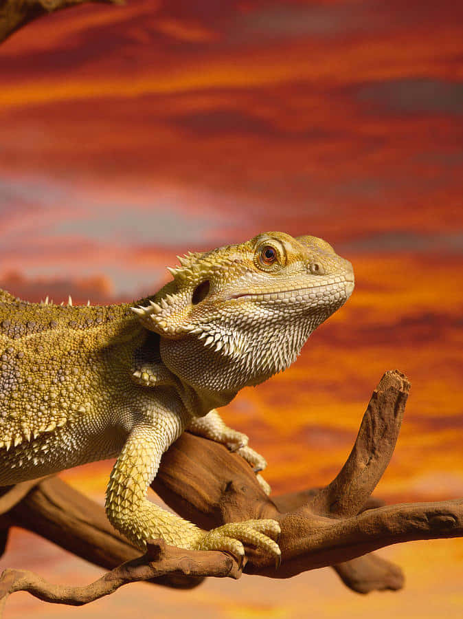 bearded dragon, weathered branch, fiery orange sunset sky, SD Phone Wallpaper